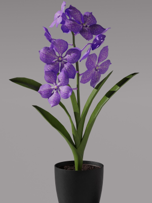 Vanda Orchid