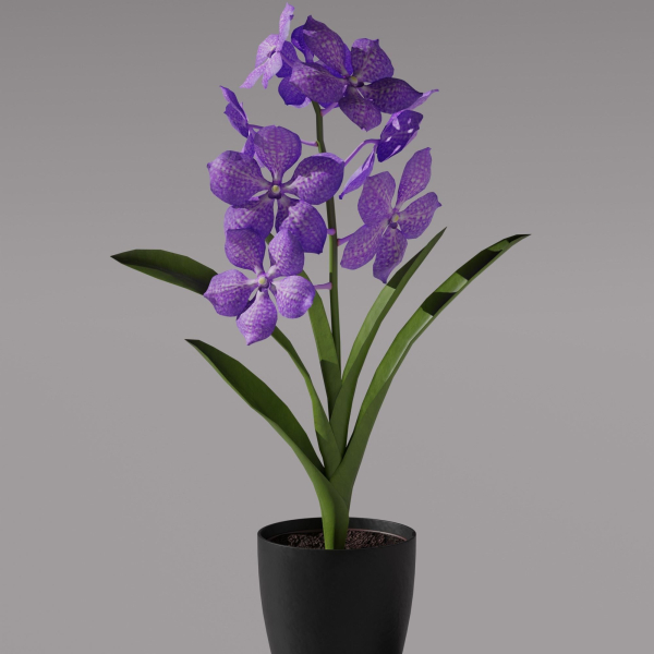 Vanda Orchid