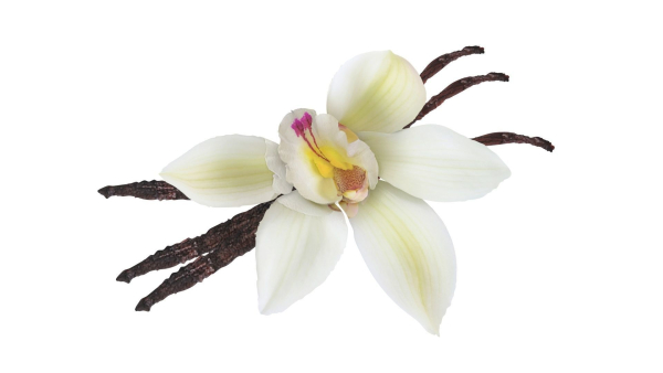 Vanilla