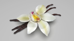 Vanilla