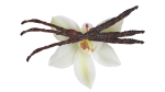 Vanilla