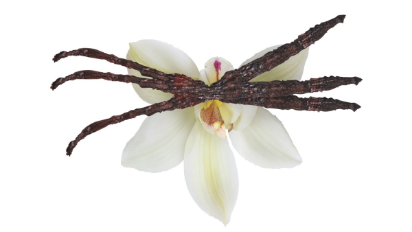 Vanilla