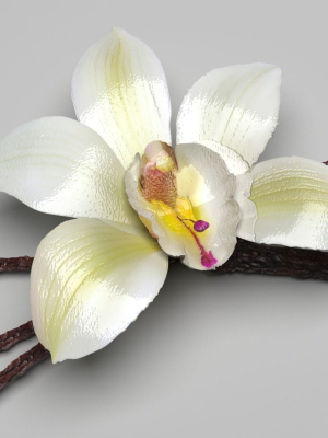 Vanilla