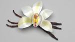 Vanilla