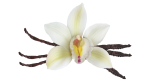 Vanilla