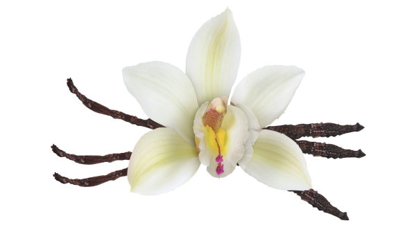 Vanilla