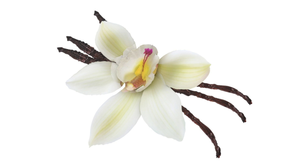 Vanilla