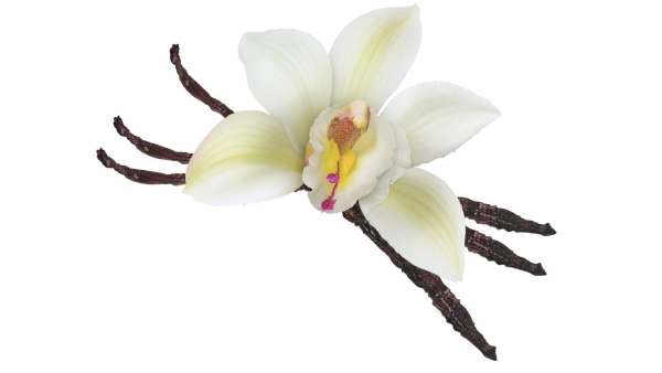 Vanilla