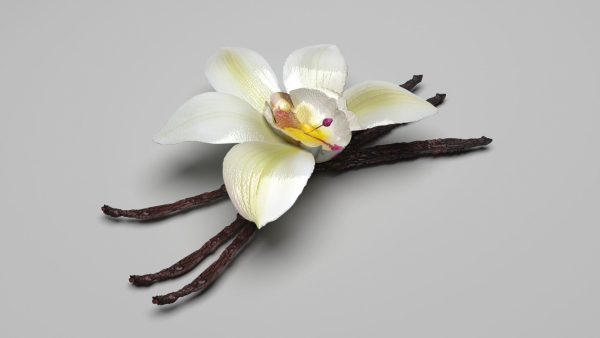 Vanilla