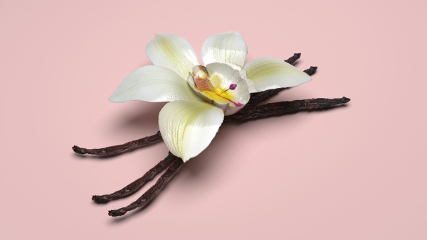 Vanilla