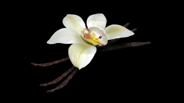 Vanilla