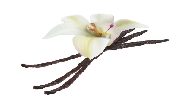 Vanilla