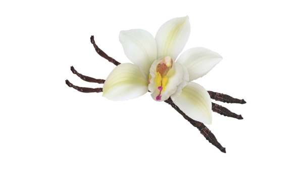 Vanilla