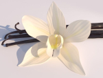 Vanilla Flower
