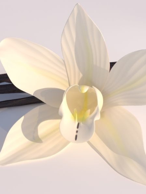 vanilla-flower-3d-model-0b3f545058