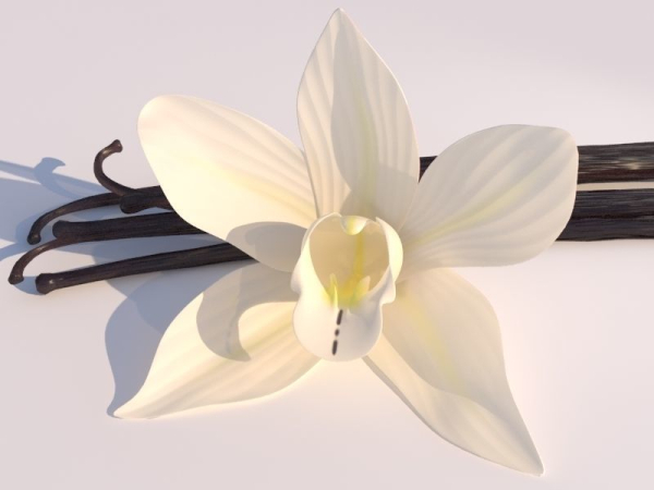 Vanilla Flower