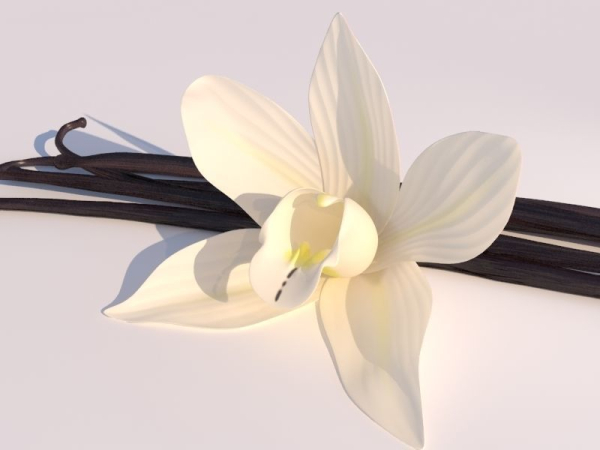 Vanilla Flower
