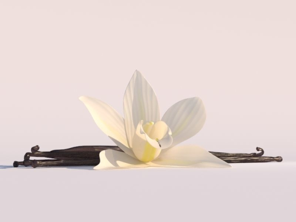 Vanilla Flower