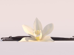 Vanilla Flower