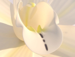 Vanilla Flower