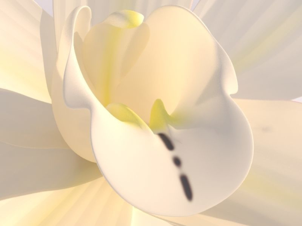 Vanilla Flower