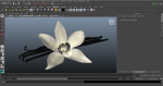 Vanilla Flower