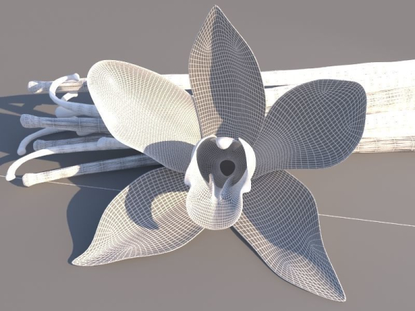 Vanilla Flower