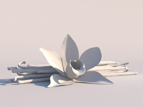 Vanilla Flower