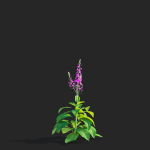 Verbascum phoeniceum Rosetta