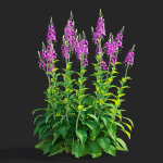 Verbascum phoeniceum Rosetta