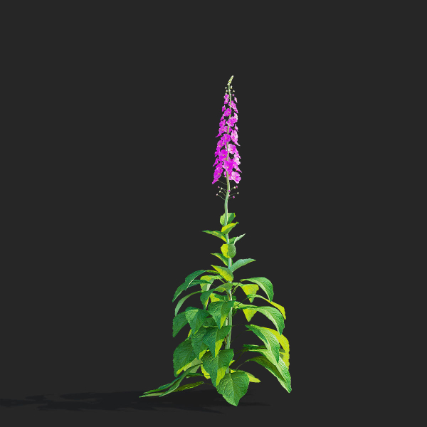 Verbascum phoeniceum Rosetta