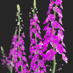Verbascum phoeniceum Rosetta