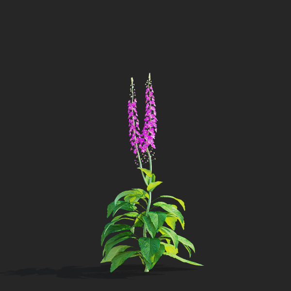Verbascum phoeniceum Rosetta
