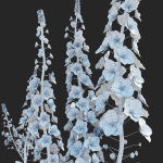 Verbascum phoeniceum Rosetta