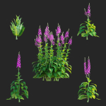 Verbascum phoeniceum Rosetta