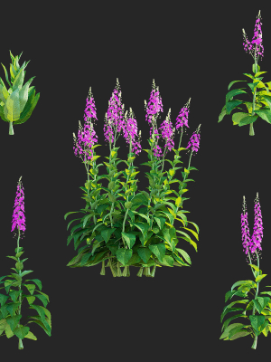 verbascum-phoeniceum-rosetta-3d-model-e92584d54d