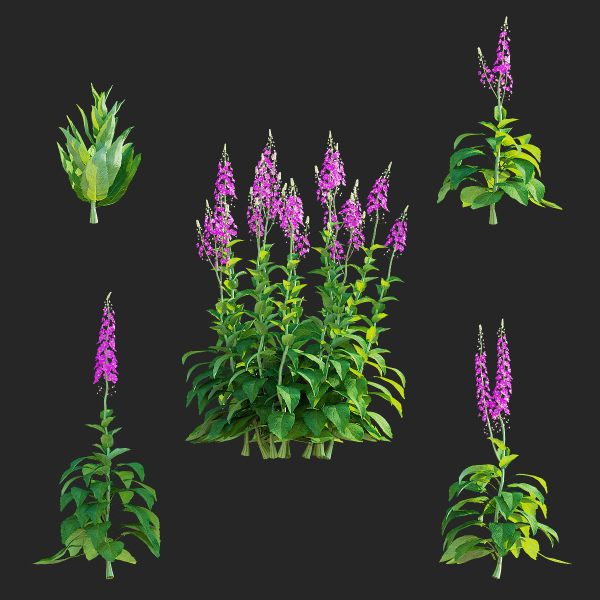 Verbascum phoeniceum Rosetta