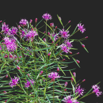Vernonia angustifolia flower