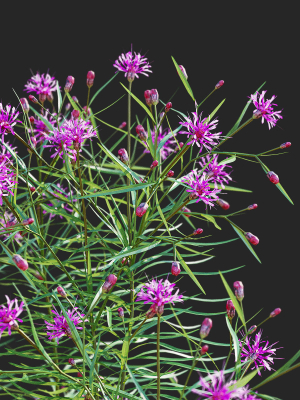 vernonia-angustifolia-flower-3d-model-1f5cb47cfa