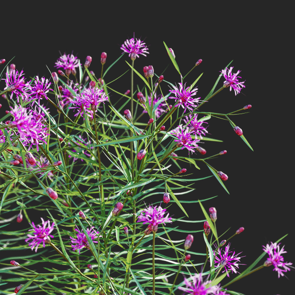 Vernonia angustifolia flower