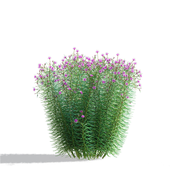 Vernonia angustifolia flower
