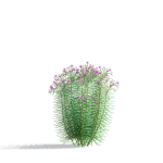 Vernonia angustifolia flower