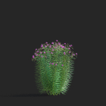 Vernonia angustifolia flower