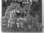 Vertical Garden 2