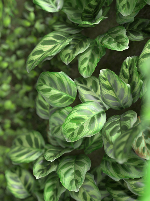 Vertical Garden 2