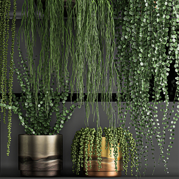 Vertical gardening on wall shelves 61