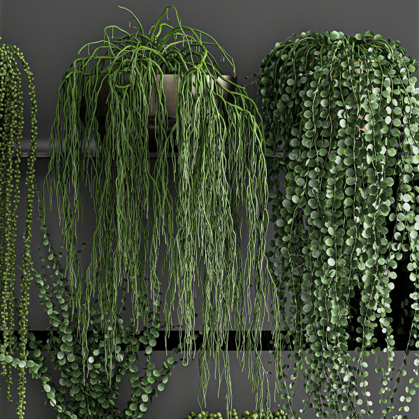 Vertical gardening on wall shelves 61