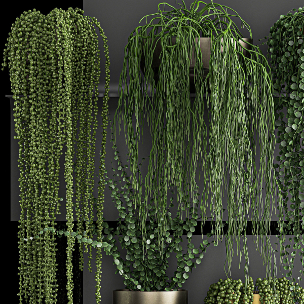 Vertical gardening on wall shelves 61