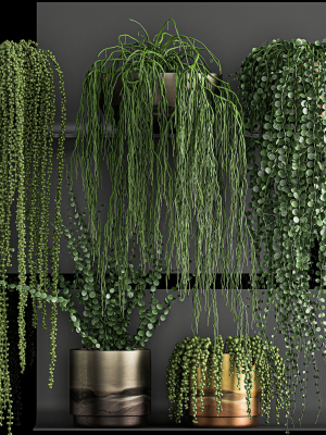Vertical gardening on wall shelves 61