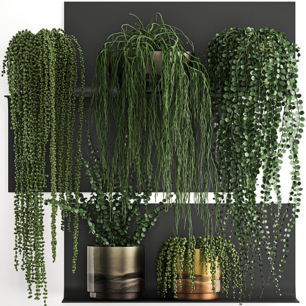 Vertical gardening on wall shelves 61